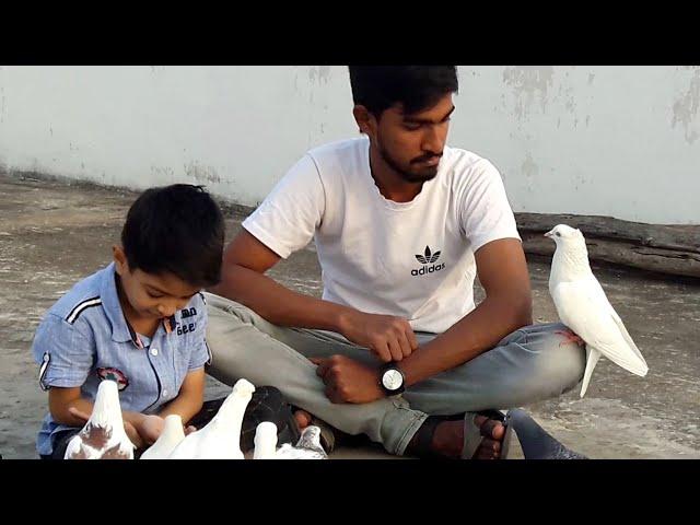 White dove bird || White pigeons || Feeding Pigeon Bird