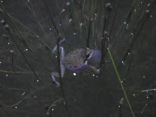 Calling Squirrel Treefrog