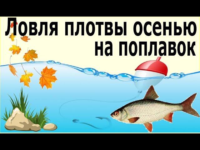 Ловля плотвы на поплавок осенью