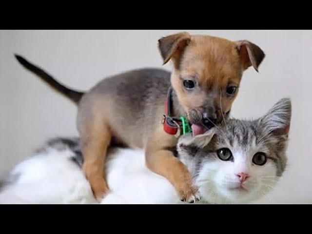 Funny Cat & Dog Fights | Cute & Hilarious