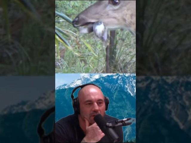 Joe Rogan's Hilarious Reaction to Deer Devouring Birds! 