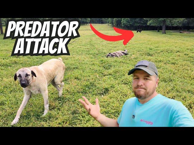 Had To Save This PREDATOR From Our Giant Guard Dogs!