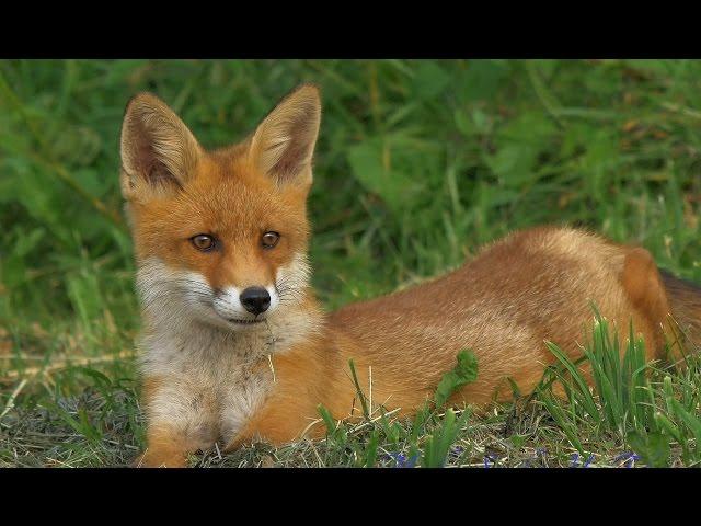 4K, UHD clips 2014, Red Fox, Rotfuchs