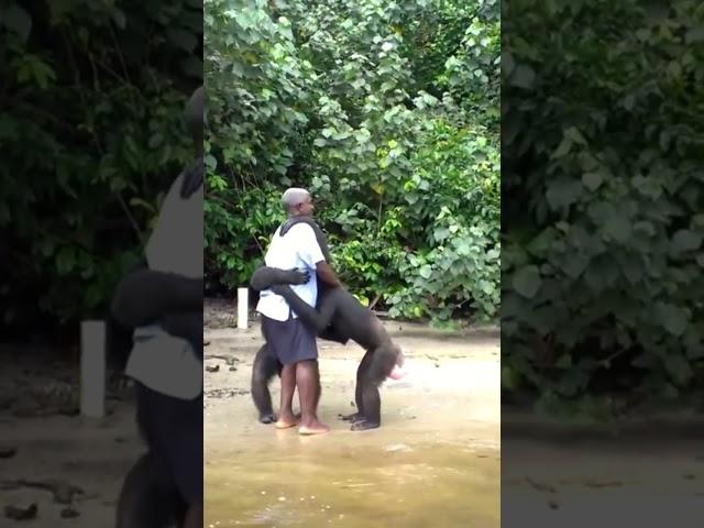 Chimpanzees Hug Caretakers on Chimpanzee Island in Liberia