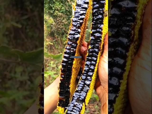 Black Honey harvesting like a pro  | Nature's Rarest Gold #viral #shorts #beekeeping