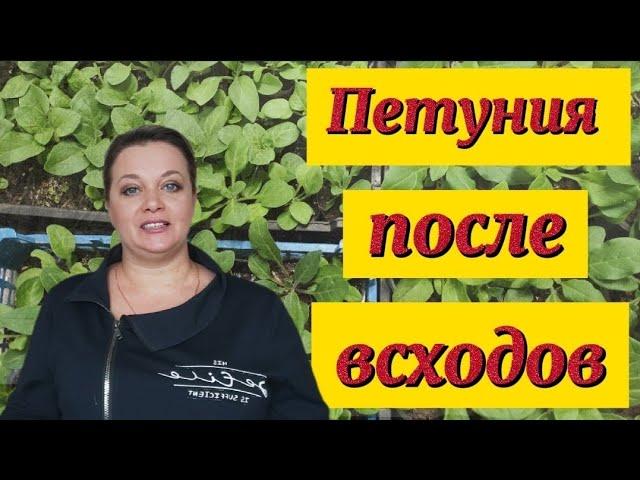 Петуния без черной ножки. Что делаю после всходов