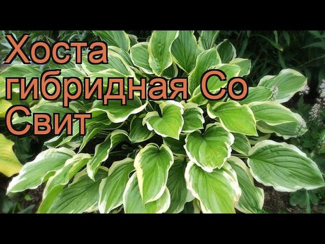 Хоста гибридная Со Свит (hosta so sweet)  хоста Со Свит обзор: как сажать рассада хосты Со Свит