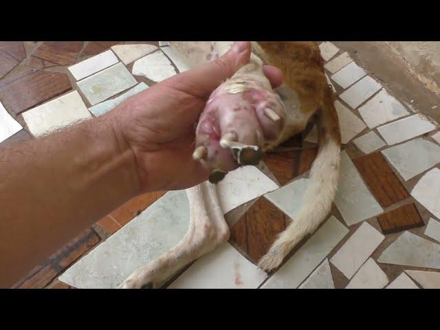 Remove mango worms from dog - Remove mango worms from dog skin Удалите манговых червей с кожи собаки