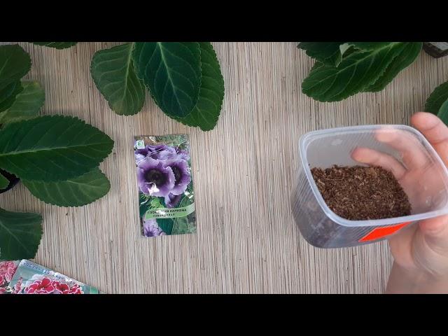 Выращивание глоксинии из семян. Часть 1.