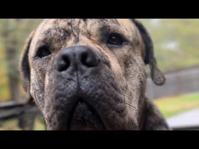 Zeus & Nova are back together #mastiff #southafricanboerboel #protector #puppy #explore #zuland