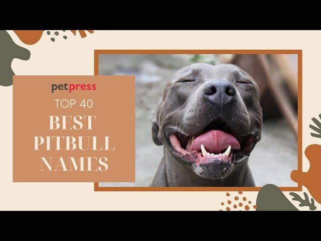 Top 40 Best Pitbull Names - Guaranteed To Inspire You!  | PetPress