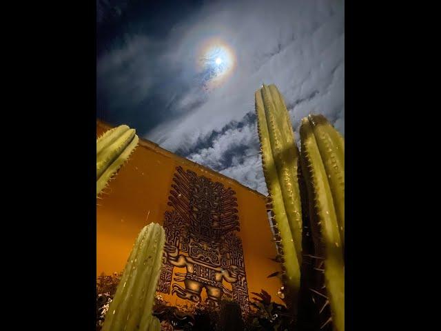 Realize Your Full Potential With the Sacred Huachuma (San Pedro) Cactus | Huachuma Wasi