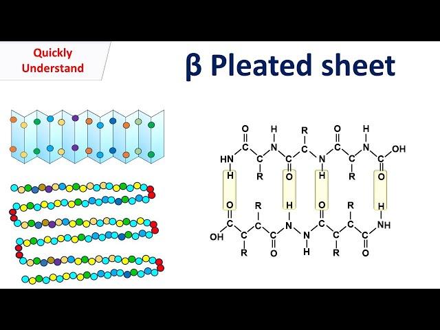 Beta sheet