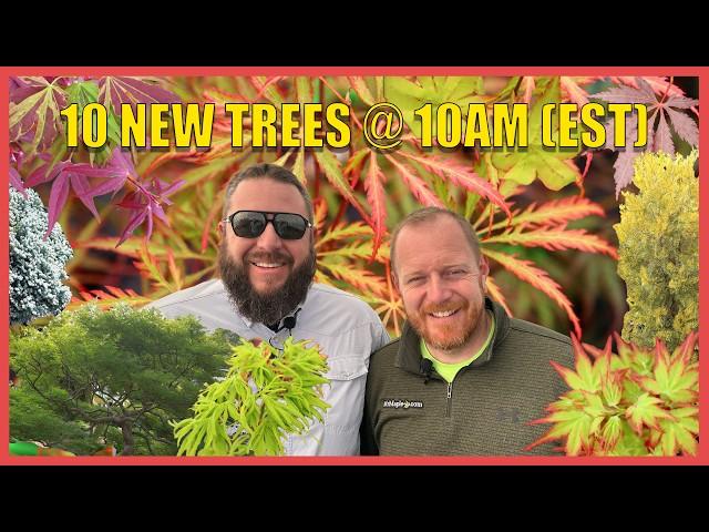 Japanese Maples Make You Jump for Joy! 10 New Trees on MrMaple at 10 am! Dec. 19th w/ Matt and Tim!