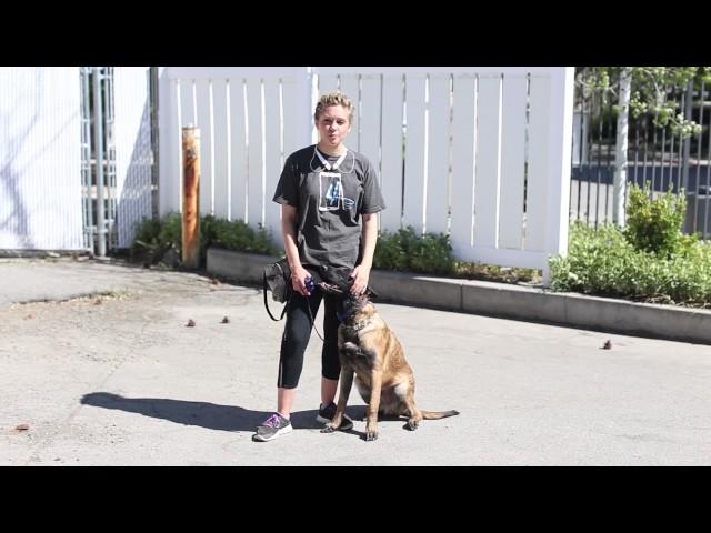 Training Tips for a Belgian Malinois