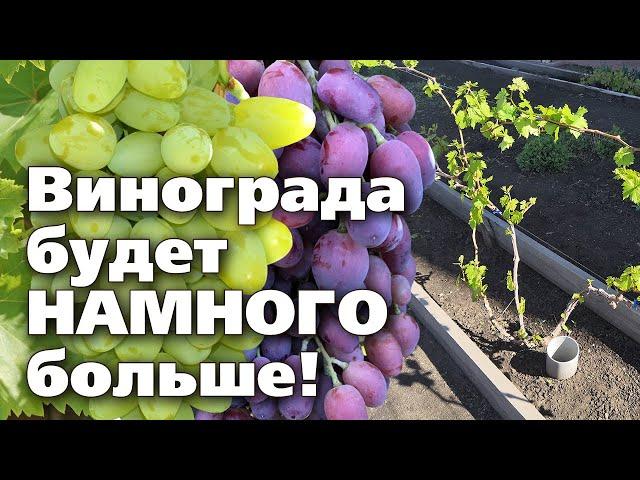 ФОРМИРОВКА ВИНОГРАДА ВЕСНОЙ.  Два способа   для молодых и взрослых кустов