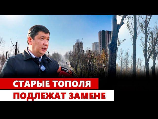 Старые тополя подлежат замене