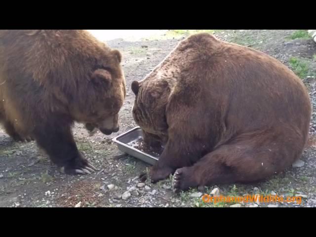 Jimbo helps himself to Leo's food