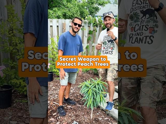 Secret Weapon to Protect Peach Trees #growyourownfood #shorts #peachtree #orchard #fruittrees