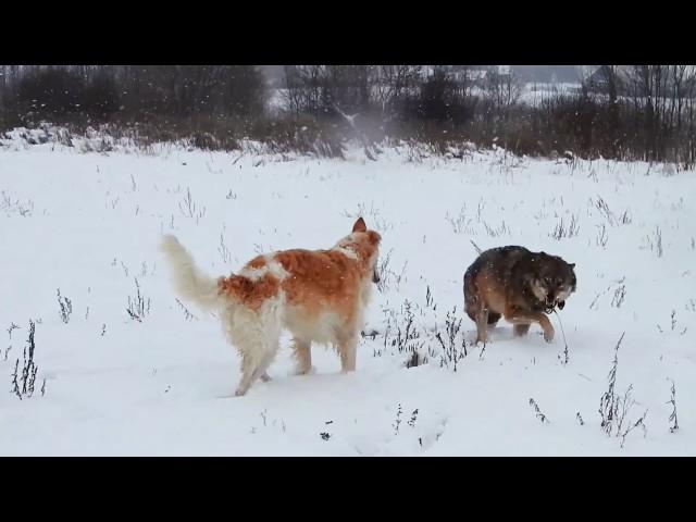 #Russiancaninegreyhound #greyhound #wolf Борзая и ручной волк | Greyhound and hand wolf