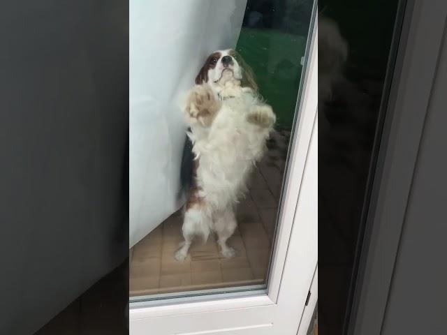 Super funny dogs video 