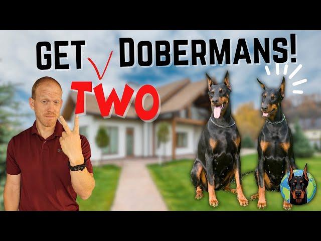 The Ultimate Guide to Raising Two Dobermans in the Same House