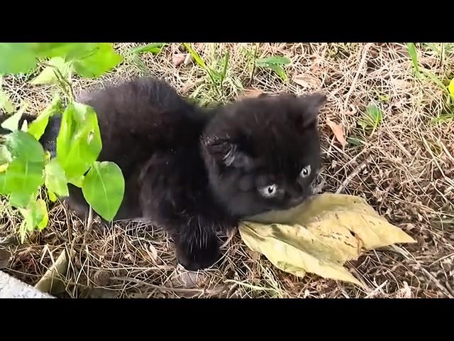 Stray Cat Mom Left Her Kittens With Me And Walked Away Reluctantly.