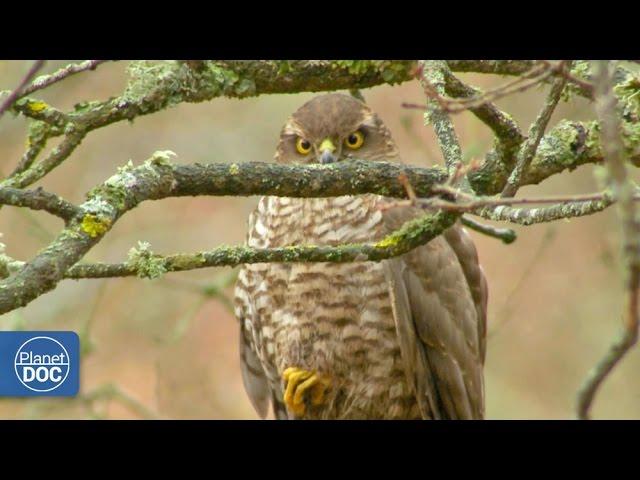 Sparrowhawk Documentary