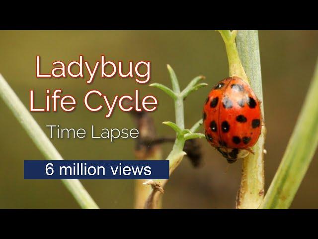 Time Lapse of Ladybug Life Cycle (6 million views)