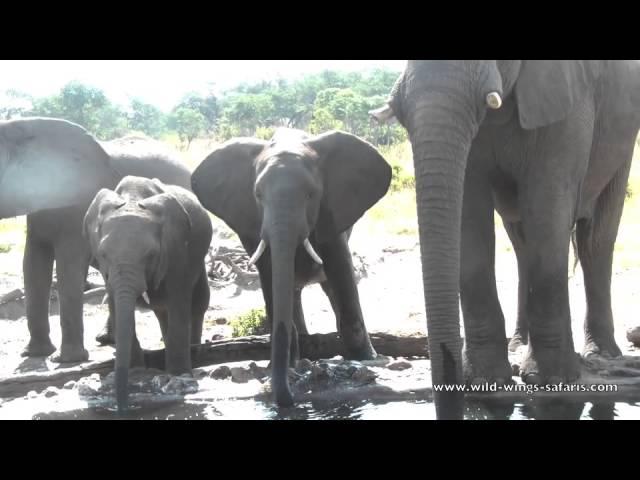 Close encounter with elephants at swimming pool