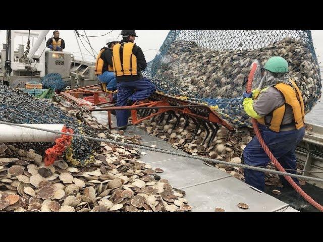 This is How Fisherman Catch Hundreds Tons Scallops - Amazing Catching & Processing Scallops on Sea