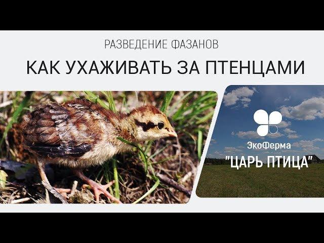 Разведение фазанов. Как ухаживать за птенцами фазана.