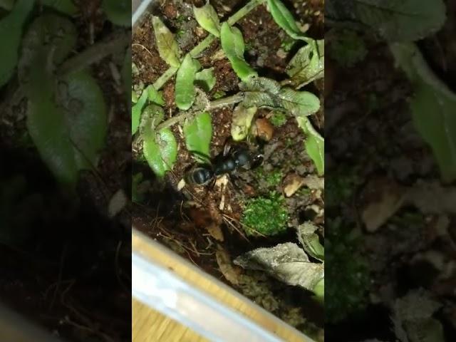 feeding my P.rufipes