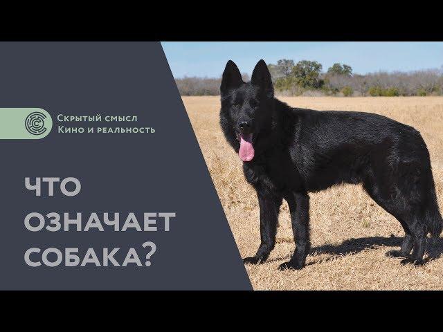 Что означает собака? Дополнение к разбору «Сталкера». Философия мифологии