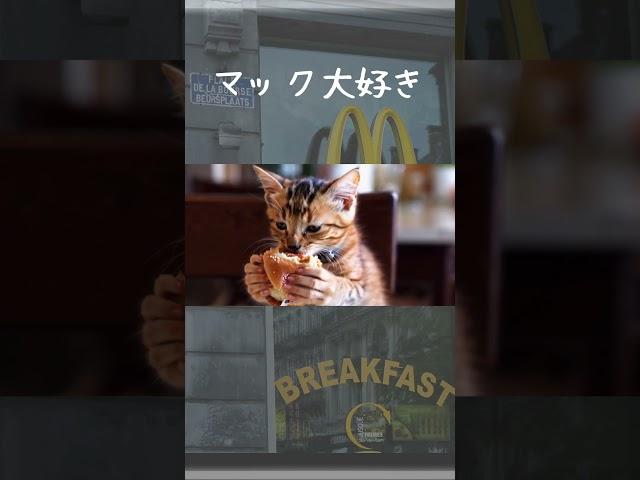 #cat #kitten #かわいい猫 #cute #macdonald #aicreated #ai作成動画