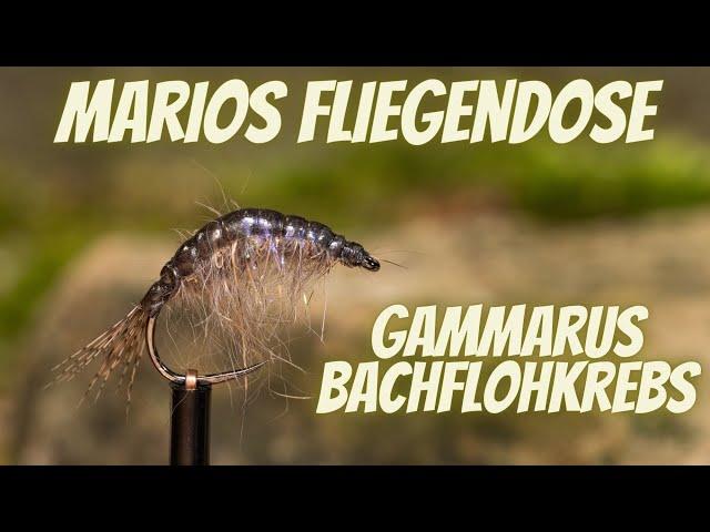 Marios Fliegendose - Gammarus - Bachflohkrebs