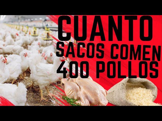 Revelado: Cantidad de comida para 400 pollos de engorde