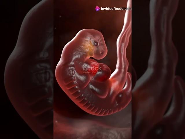 6 Weeks gestation #science #pregnant