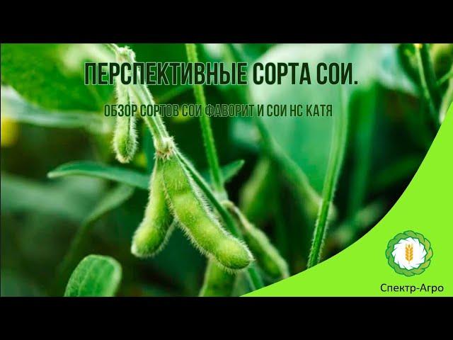 Перспективные сорта сои. Обзор сортов сои Фаворит и сои НС Катя.