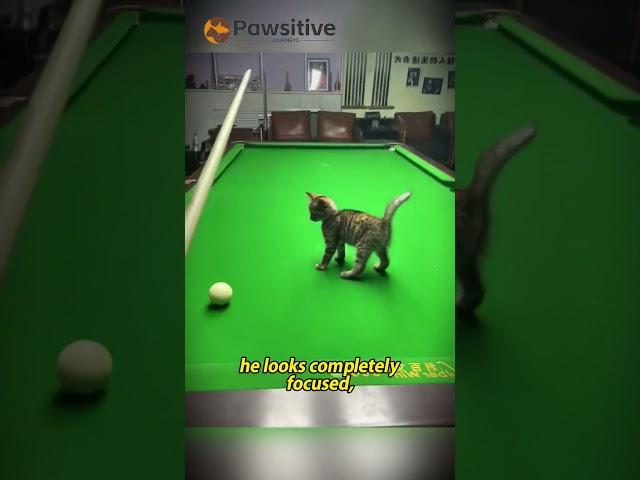 He Was a Stray.Now He's the Star of the Pool Table #cat #adoptstrays