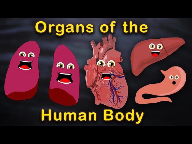 Organs of the Human Body Songs  | Anatomy Education Songs