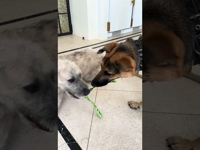 Video of adoptable pet named Henri