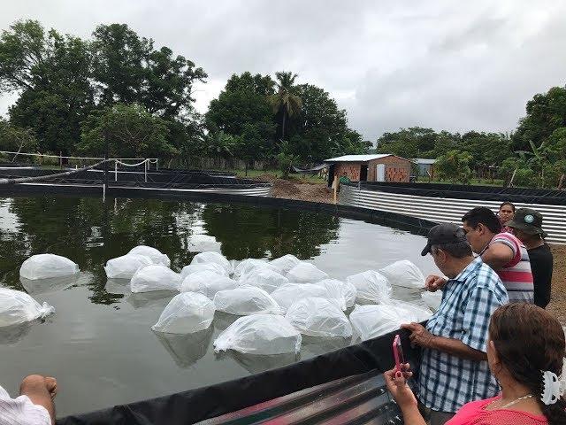 Proyectos pisicolas  de tilapia desarrollados por el Min agricultura con Piscitanques ITM