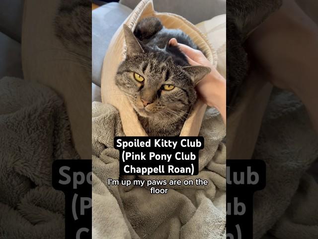 Spoiled Kitty Club (Pink Pony Club Parody) #catvideos #cat #catlover #chappellroan