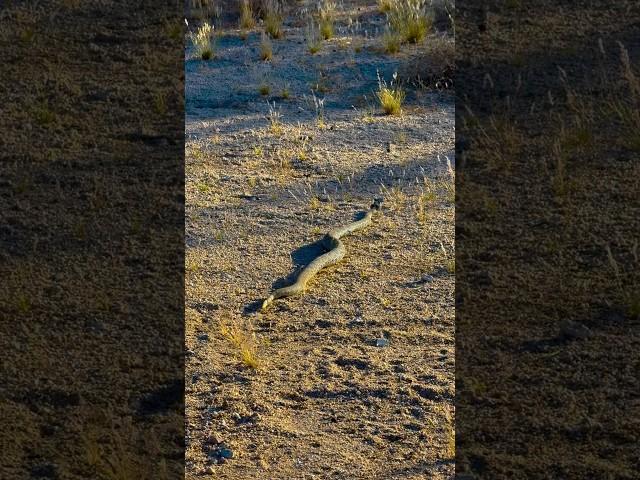 Mojave Green rattlesnake most venomous snake 3 footer!