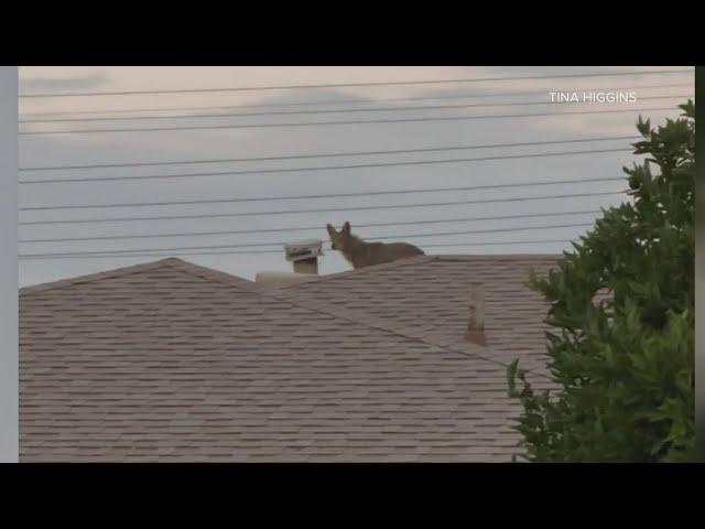 Coyotes take over Arcadia neighborhood