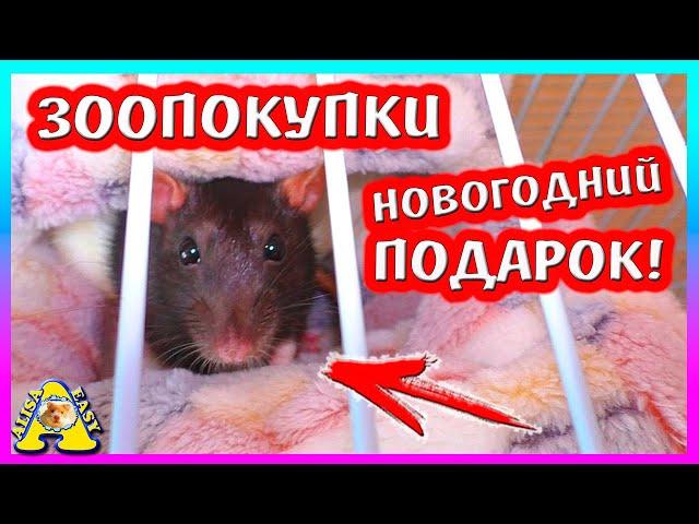 ЗООПОКУПКИ / ДАРИМ НОВОГОДНИЕ ПОДАРКИ / КРЫСЫ  и ХОМКИ/ Alisa Easy Pets