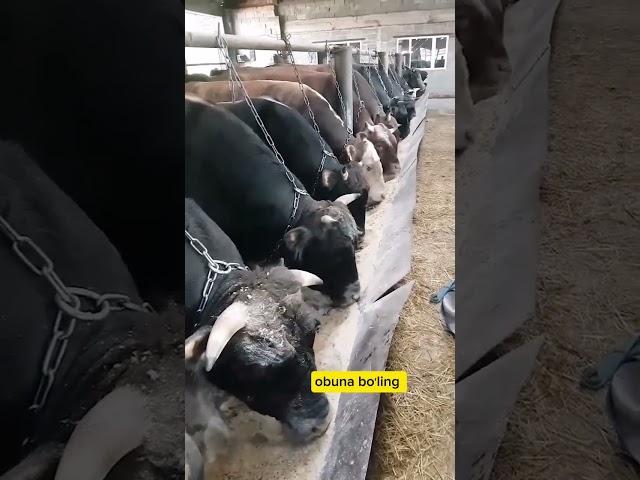 #molbozor2024 #cow #hossaindairyfarm2023cowscollection #2024 #animals #hossaindairyfarm2023collectio