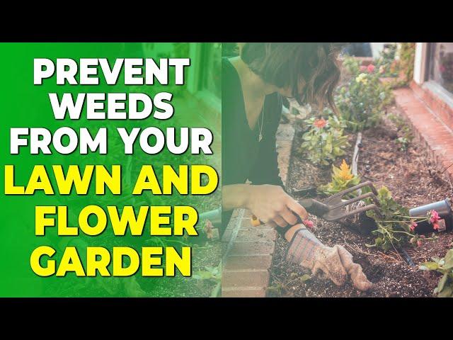 How to Prevent Weeds on Your Lawn, Flower Garden, and Vegetable Garden