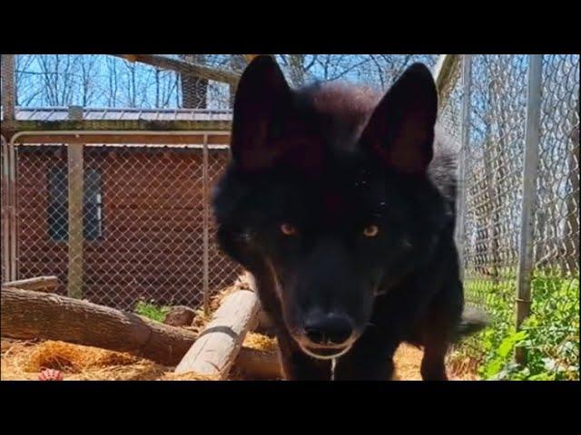 'Aggressive' wolf dog meets a good human and here's how he reacted